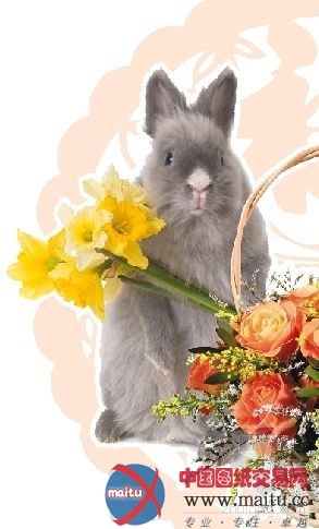 年宵花巧养护 花香长长久久