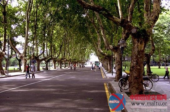 南京市民热议梧桐被砍 城市建设遭遇两难处境