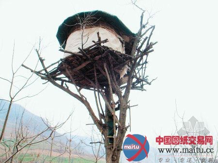 农夫在树上筑圆屋一住20年 成村里独特景观