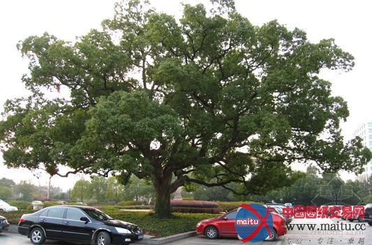 三条干道“生态加密” 7万棵景观树扮靓烟台四季