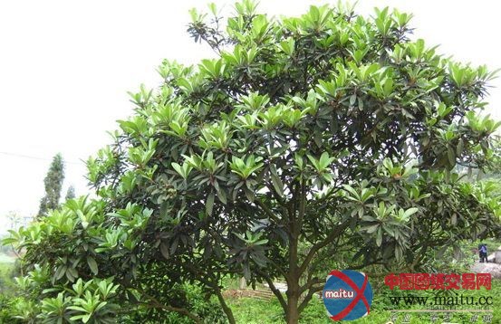 三条干道“生态加密” 7万棵景观树扮靓烟台四季