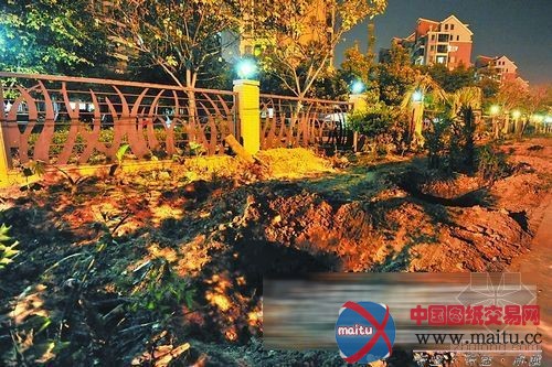 闽江大道400多株树木被砍 园林部门称未经审批