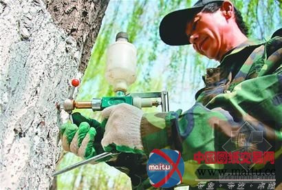 柳树今“结扎”,明春不飞絮?