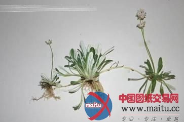 昆明植物调查中发现匍枝粉报春珍稀植物