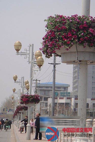 莱阳:路灯花箱给梨乡又添园林新景观