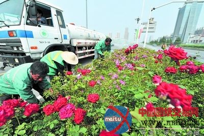 长沙岳麓区两主干道绿化带实施景观提质改造