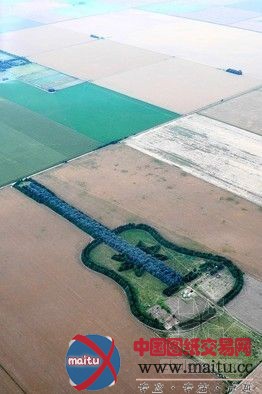 阿根廷农场主栽树7000棵 组成巨型吉他纪念亡妻