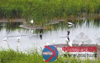 杭州临江将打造国家级湿地生态保护区