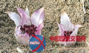 植物界独一无二“地下兰” 全球只剩不到50株