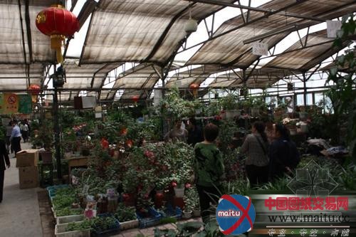 新疆明珠花卉市场年交易额达6.5亿元