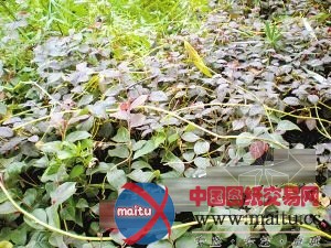 重庆:树上长“吸血鬼”可能导致树木枯死