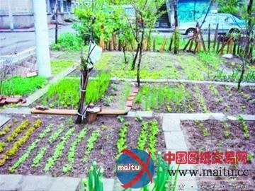 辽宁:公共绿地上打理自己的“开心农场”