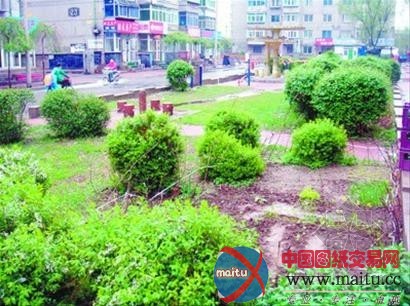 辽宁:公共绿地上打理自己的“开心农场”