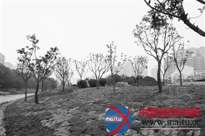 温州九山公园二期绿地工程完工