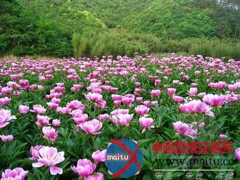 长春:花海营造北方“百花园”