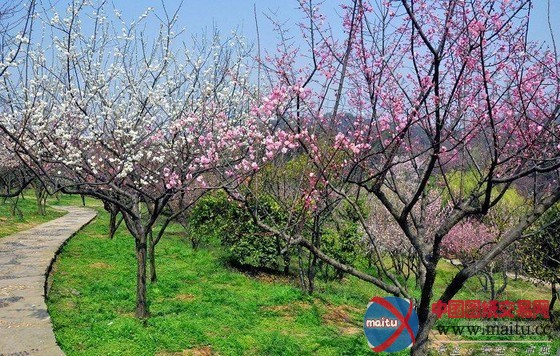 无锡梅园扩建 打造“梅文化展示园”