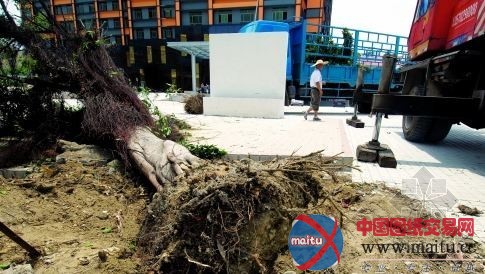 广州机场路多棵树木被砍伐 施工单位待核查