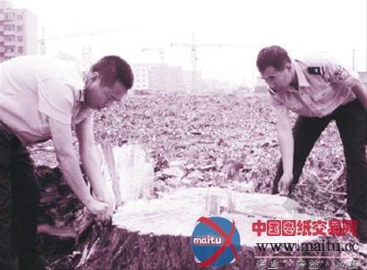 50年老杨树未经批准被砍伐