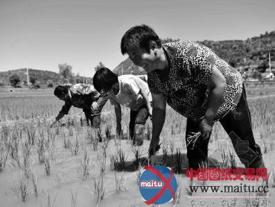 陕北重金打造景观稻田