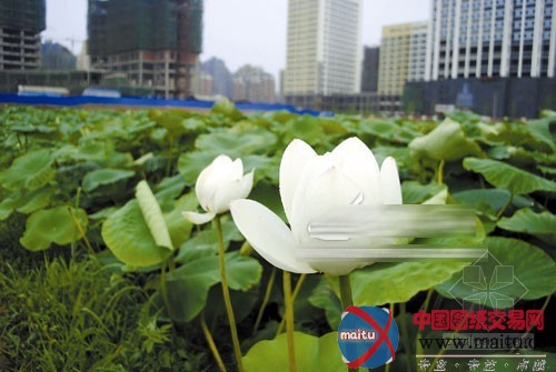 荷花“包围”南昌 打造湿地公园