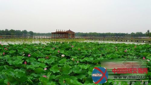 石家庄植物园荷塘迎来最美时节