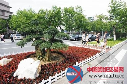 青岛投700万绿化香港路 10株植物化石落户