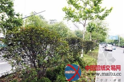 青岛投700万绿化香港路 10株植物化石落户