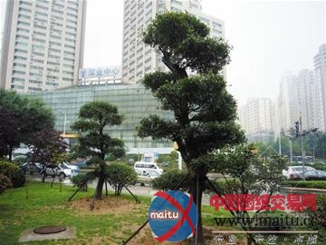 青岛投700万绿化香港路 10株植物化石落户