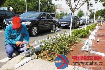 青岛投700万绿化香港路 10株植物化石落户