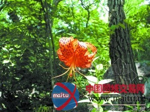 10种野生植物首被发现,北京乡土植物增至1790种