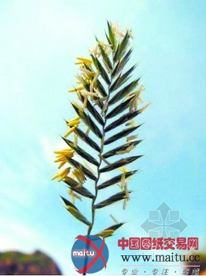 10种野生植物首被发现,北京乡土植物增至1790种