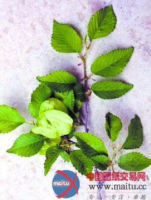 10种野生植物首被发现,北京乡土植物增至1790种