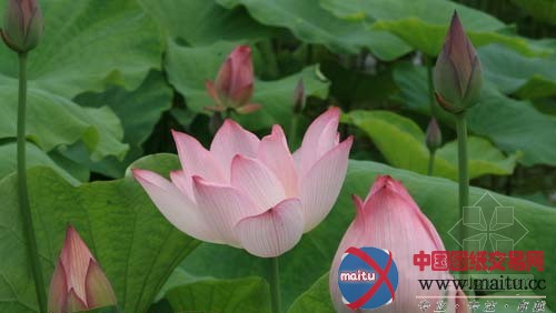 宜宾县全国荷花品种展隆重开幕