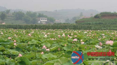宜宾县全国荷花品种展隆重开幕