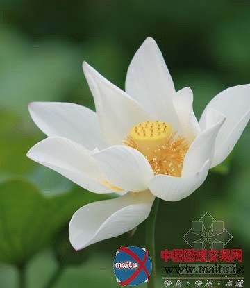 宜宾县全国荷花品种展隆重开幕