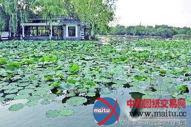 大明湖荷花堪忧 园林部门称因水温降低