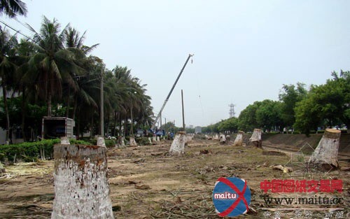 海口167株椰子树神秘“被伐案”多部门紧张调查