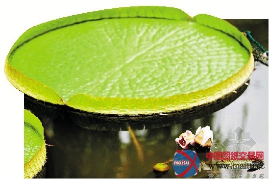 荷展落幕王莲霸气绽放