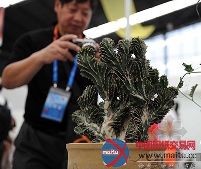 西安世园会亮相仙人掌 千余盆争相斗酷