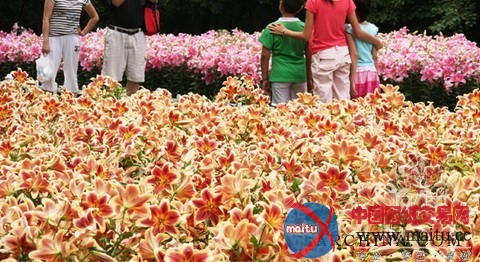 2011沈阳世博园举行百合花展火热进行中