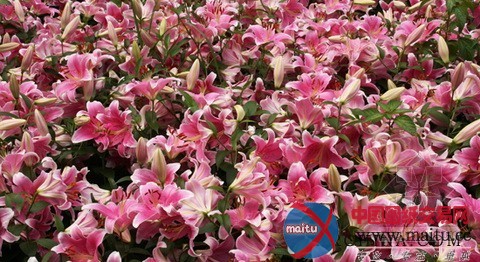 2011沈阳世博园举行百合花展火热进行中