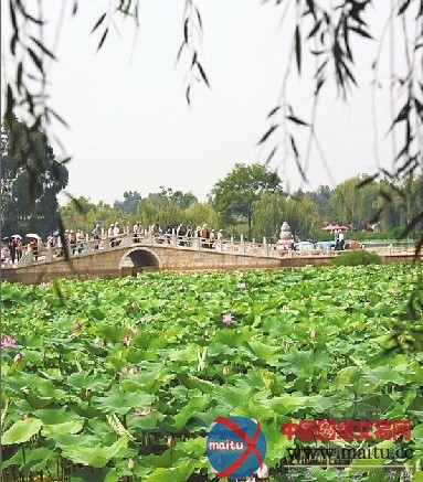 大观公园荷花节明日开幕尽显“九夏芙蓉”