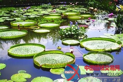 走进国际睡莲荷花展