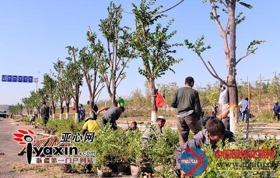 乌鲁木齐5.4亿元种植百万棵反季节树木