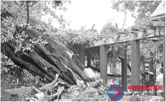 400年古树难逃劫难 一朝到地难再起