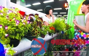 “阳台菜园”亮相创意礼品展