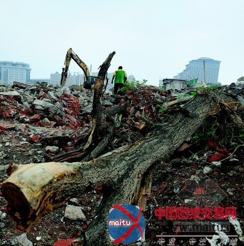 济南旧城改造350岁古槐命丧工地