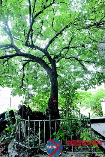 济南旧城改造350岁古槐命丧工地