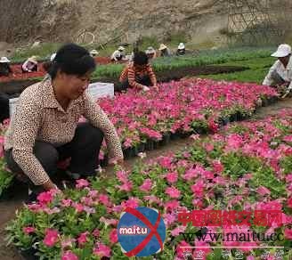 亮丽的园林城市离不开的人:绿化工人