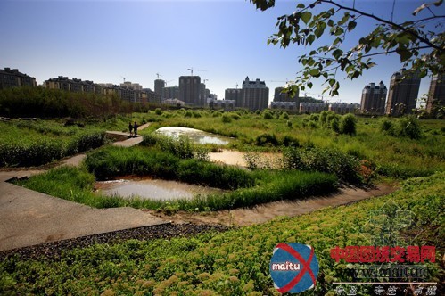 哈尔滨将建全国首个雨洪公园——群力国家城市湿地公园